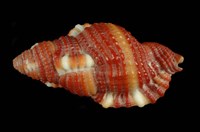 藏品(艷紅美法螺)的圖片